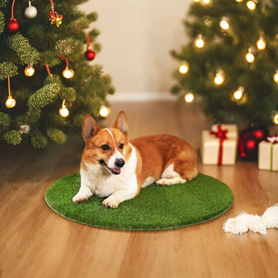 Fake Grass Rug for pet