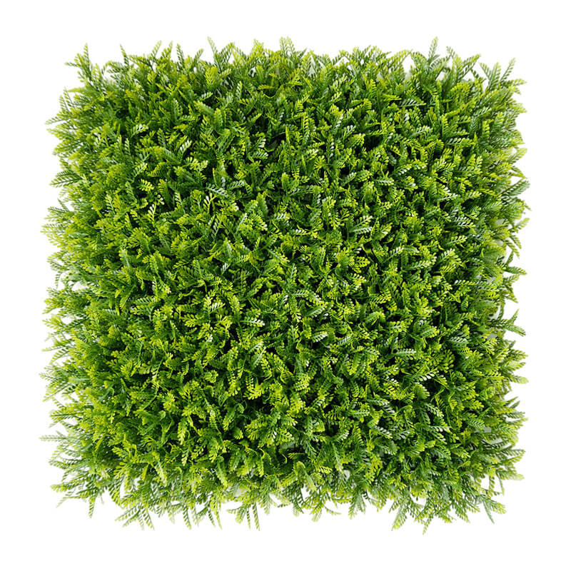 Wall Grass - 15